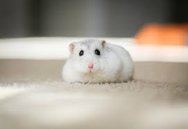 Mascota