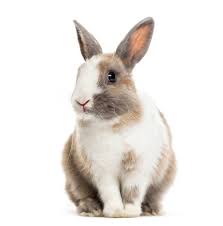 Mascota