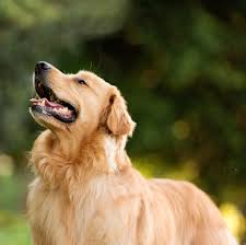 Mascota