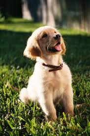 Mascota
