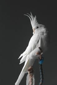 Mascota