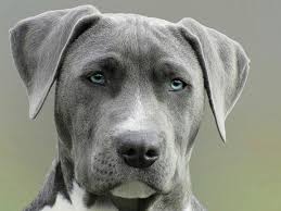 Mascota