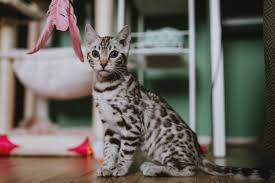 Mascota