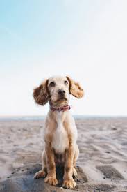 Mascota
