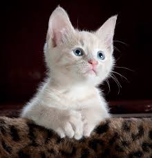 Mascota