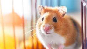 Mascota